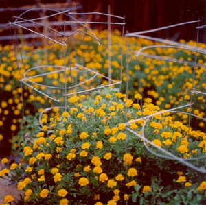 Autumn marigolds